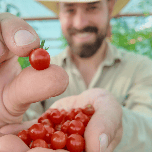 Currant Sweet Pea Tomatensamen