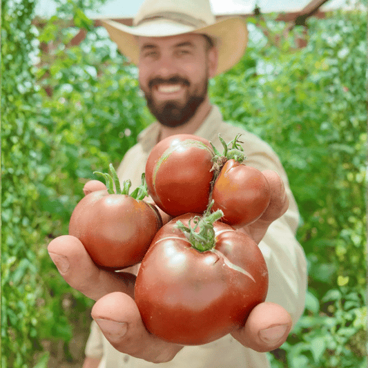 Cherokee Chocolate Tomatensamen