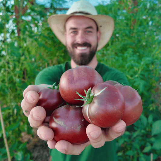Cherokee Purple Tomatensamen
