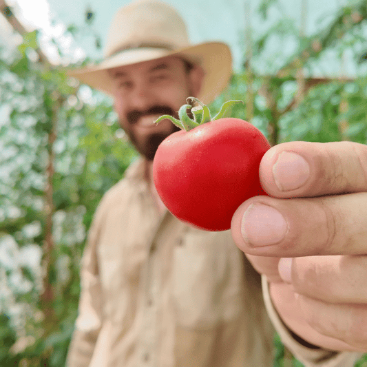 Harzfeuer Tomatensamen