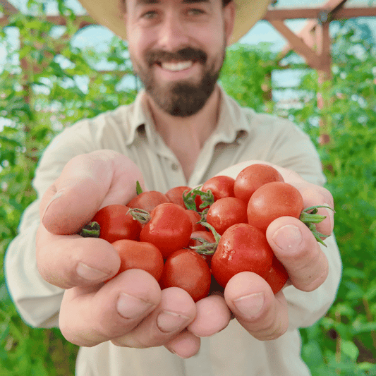 Ernteglück Tomatensamen