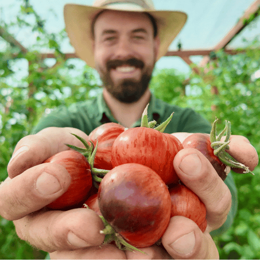 Königin der Nacht Tomatensamen
