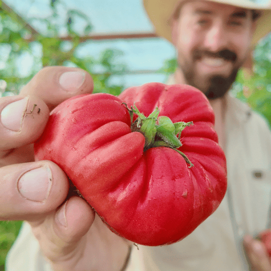 Schlesiche Himbeere Tomatensamen