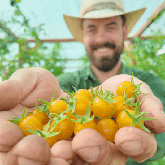 Blondköpfchen Tomatensamen