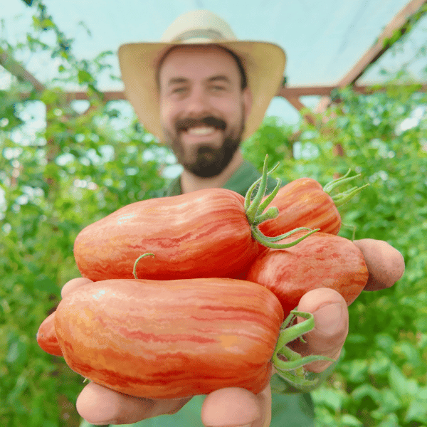 Striped Roman Tomatensamen