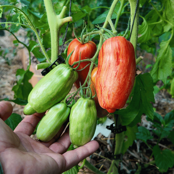 Striped Roman Tomatensamen