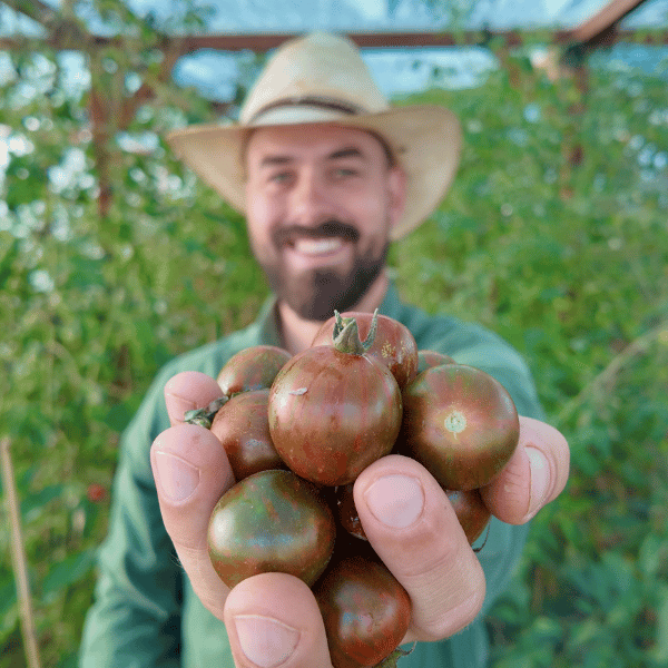 Black Zebra Cherry Tomato Seeds