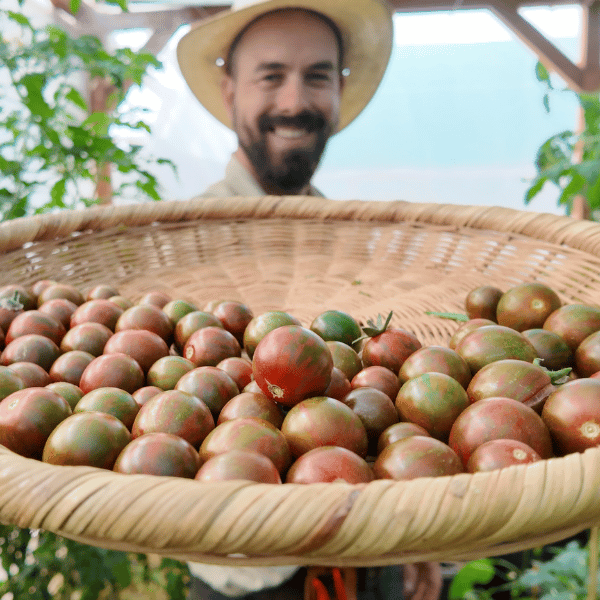 Black Zebra Cherry Tomato Seeds