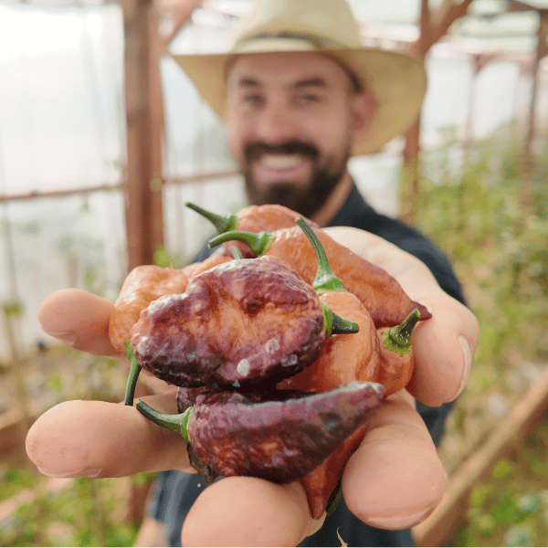 Hallow's Eve Chili Seeds