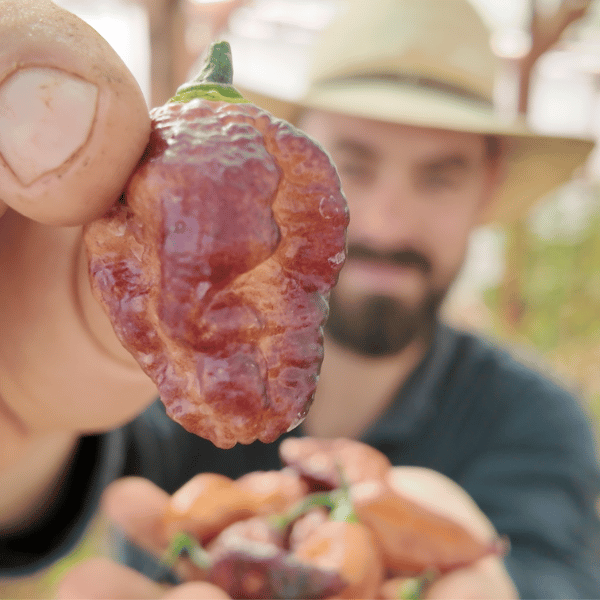 Hallow's Eve Chili Seeds