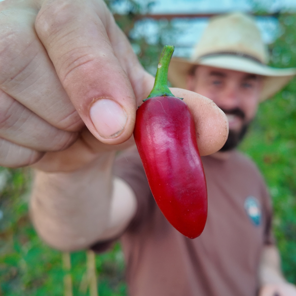 Purple Jalapeño Chilisamen