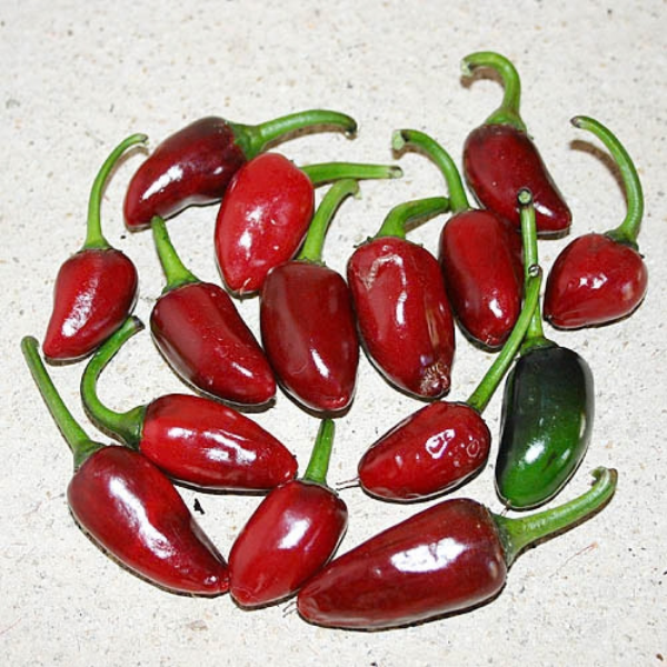 Purple Jalapeño Chilisamen