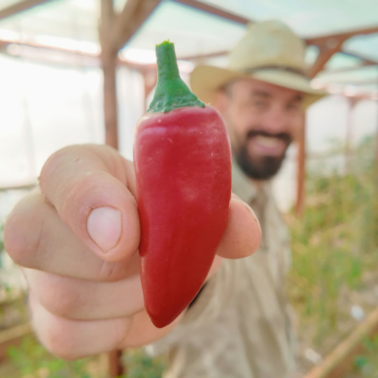 Giant Jalapeño Chili Seeds