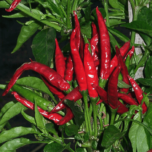Thai Red Hot Chilisamen