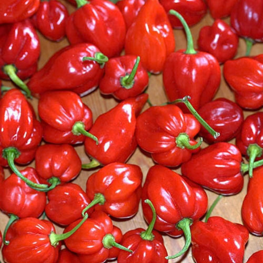 Antillais Caribbean Habanero Chili Seeds