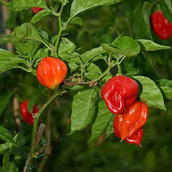 Antillais Caribbean Habanero Chili Seeds