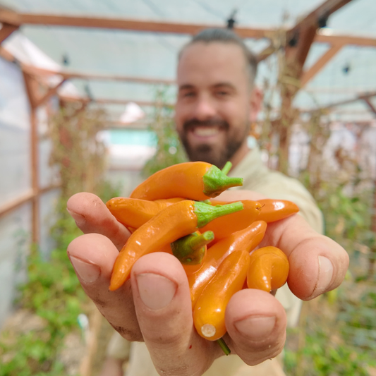 Large Orange Thai Chili Seeds