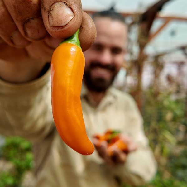Large Orange Thai Chilisamen