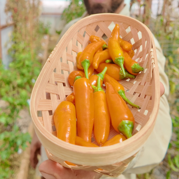 Large Orange Thai Chilisamen