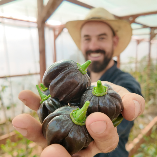 Habanero Black Chili Seeds