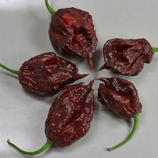 Chocolate Reaper Chilisamen