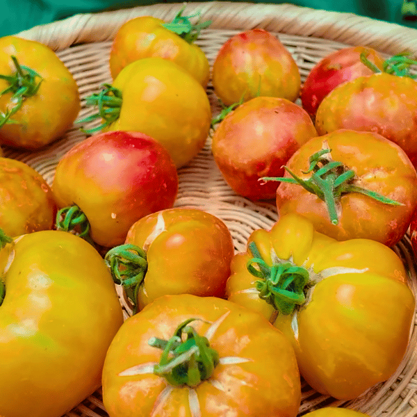Big Rainbow Tomatensamen