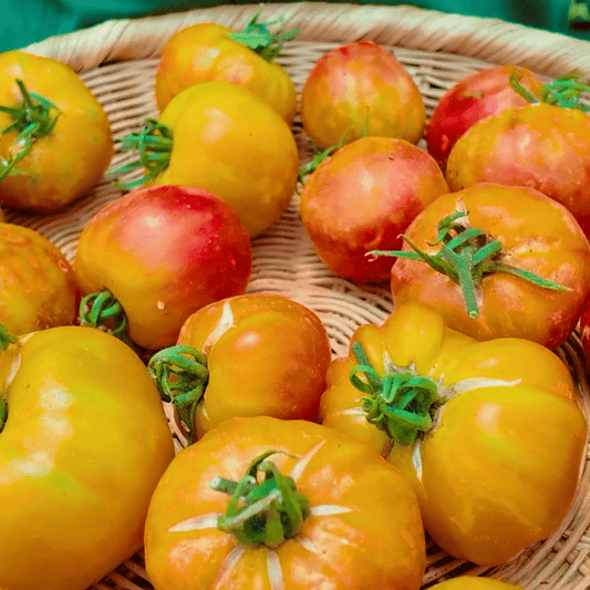 Big Rainbow Tomatensamen