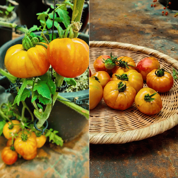 Big Rainbow Tomatensamen