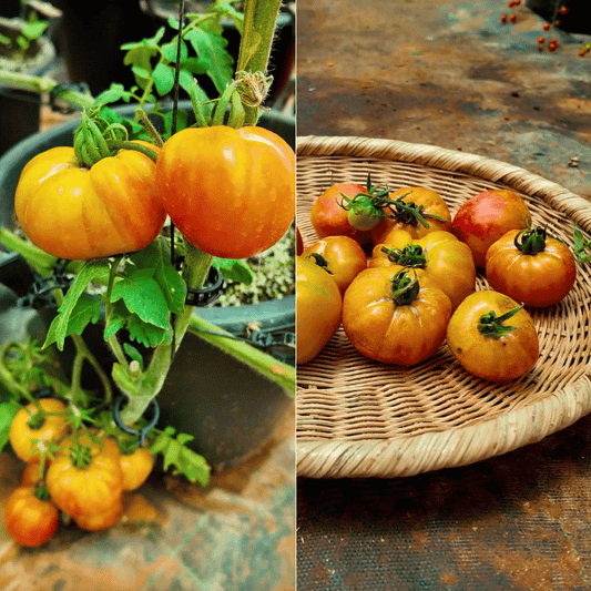 Big Rainbow Tomatensamen
