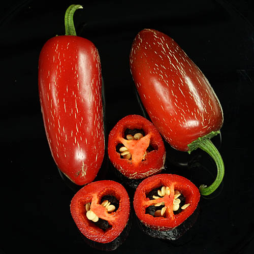 Biker Billy Jalapeño Chili Seeds - semillas.de