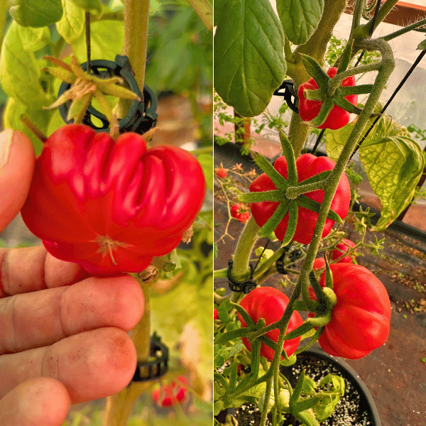 Costoluto Fiorentino Tomatensamen