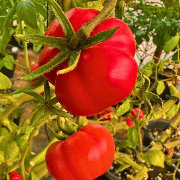 Costoluto Fiorentino Tomatensamen