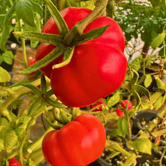 Costoluto Fiorentino Tomatensamen