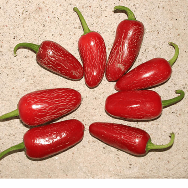 Early Jalapeño Chili Samen