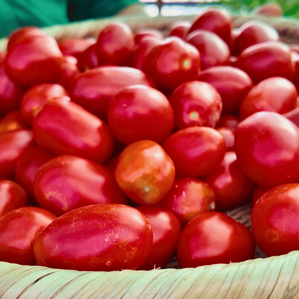 Grappoli Corbarino Tomatensamen