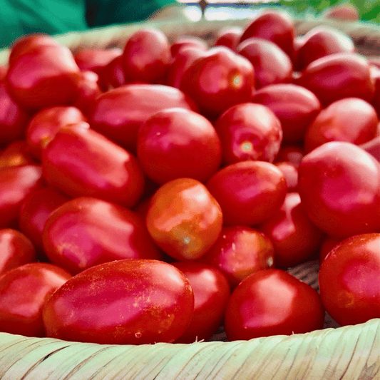 Grappoli Corbarino Tomatensamen