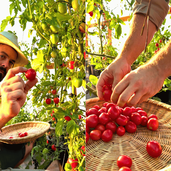 Grappoli Corbarino Tomatensamen