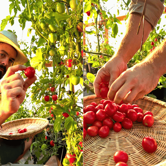 Grappoli Corbarino Tomatensamen