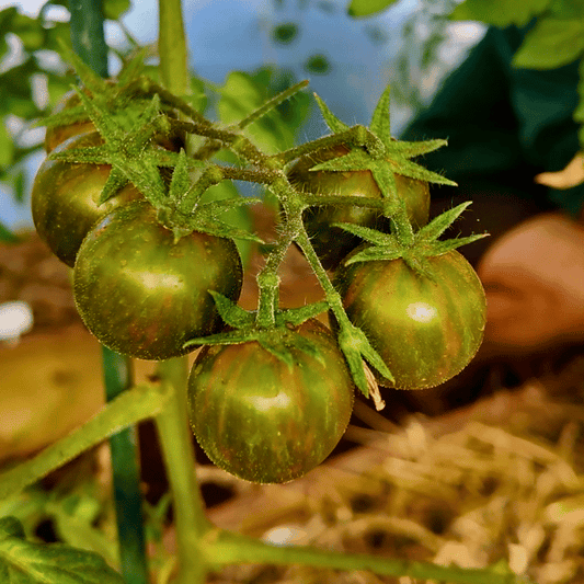 Green Zebra Cherry Tomatensamen