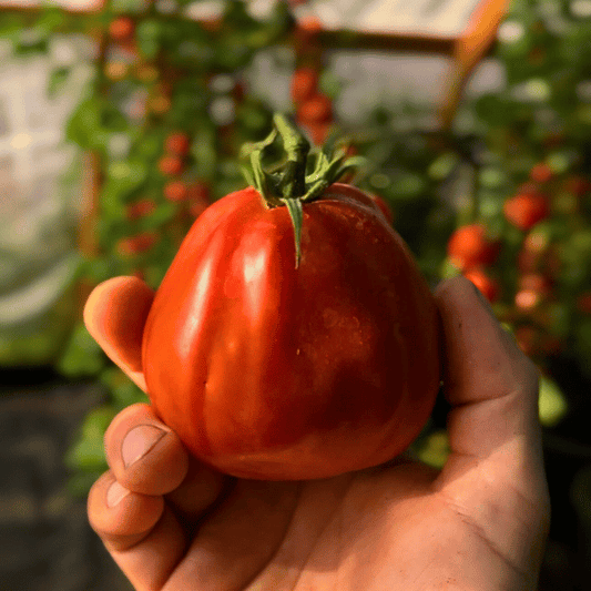 Italian Red Pear Tomatensamen
