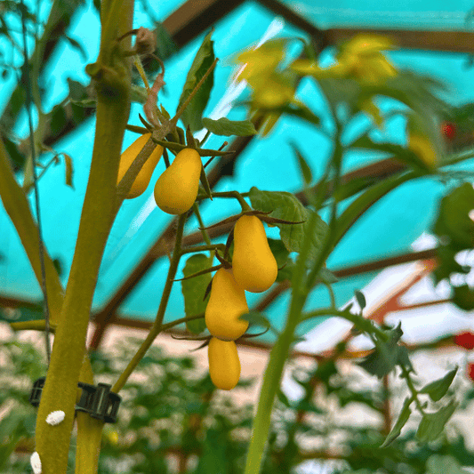 Ivory Drops Tomatensamen