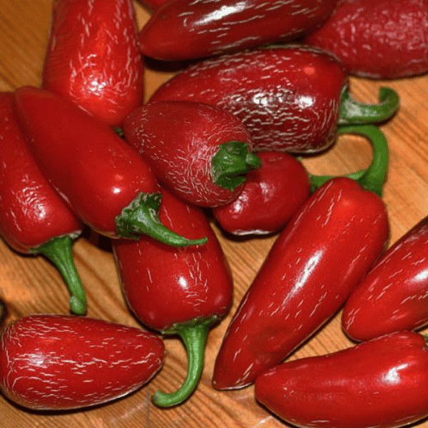 Jalapeño Chili Samen