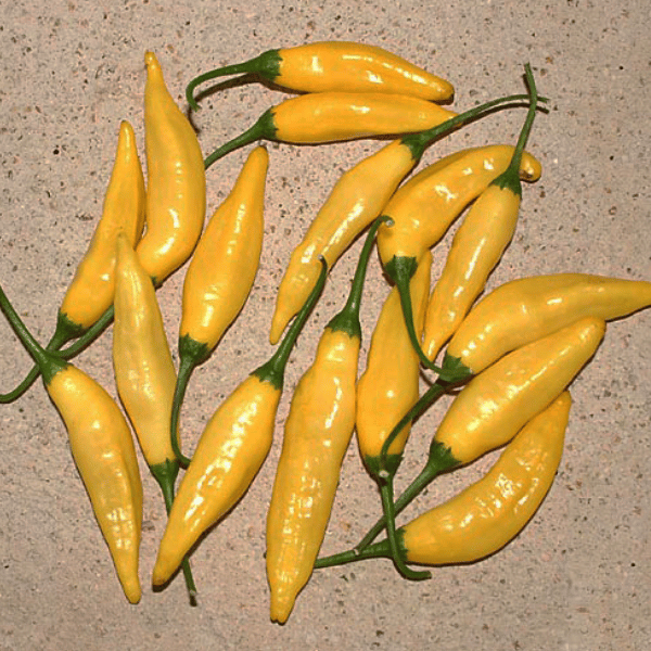 Lemon Drop Chili Samen