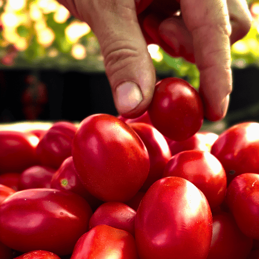 Nano di Napoli Tomatensamen
