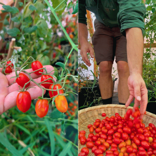 Pomodorini di Sardegna Tomatensamen