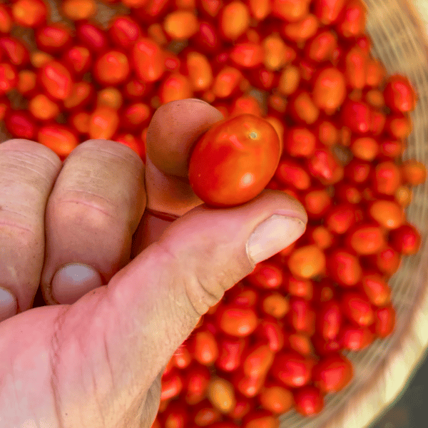 Pomodorini di Sardegna Tomatensamen