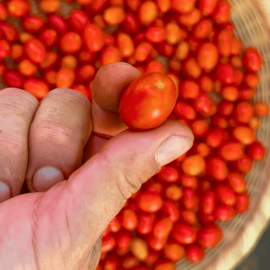 Pomodorini di Sardegna Tomatensamen