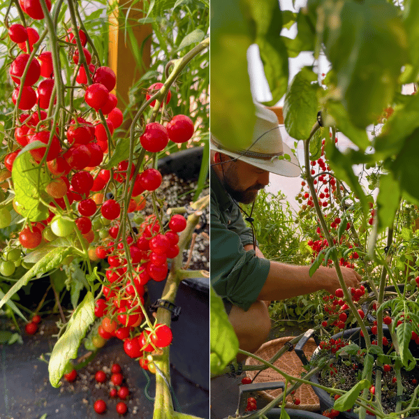 Red Cherry Tomatensamen