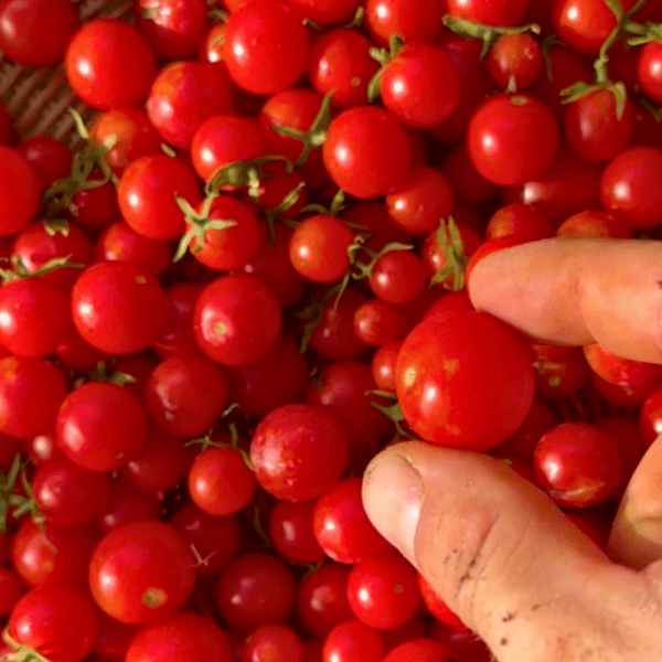 Red Cherry Tomatensamen