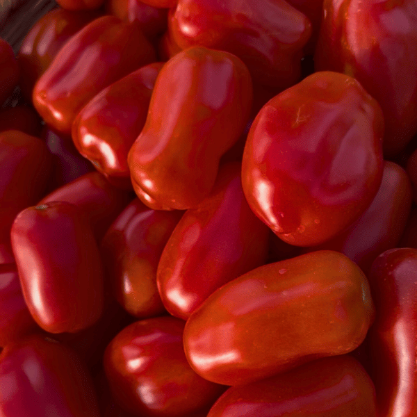 San Marzano Tomatensamen
